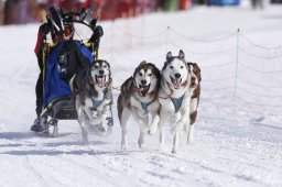 Lenk 2013